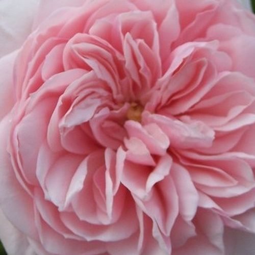 Online rózsa webáruház - climber, futó rózsa - rózsaszín - Rosa Awakening™ - intenzív illatú rózsa - Jan Böhm - Bőséges, friss illatú virágzása tavaszra vagy nyárra tehető, de szórványosan később is díszít.